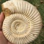 polished Ammonite Nautilus Shell Jurrassic Fossil Specimen Madagascar 472g BL6