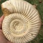 polished Ammonite Nautilus Shell Jurrassic Fossil Specimen Madagascar 472g BL6
