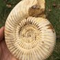 polished Ammonite Nautilus Shell Jurrassic Fossil Specimen Madagascar 472g BL6