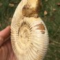 polished Ammonite Nautilus Shell Jurrassic Fossil Specimen Madagascar 472g BL6