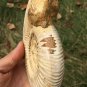 polished Ammonite Nautilus Shell Jurrassic Fossil Specimen Madagascar 472g BL6