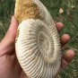 polished Ammonite Nautilus Shell Jurrassic Fossil Specimen Madagascar 472g BL6