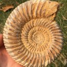 polished Ammonite Nautilus Shell Jurrassic Fossil Specimen Madagascar 593g BL1