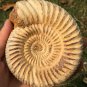 polished Ammonite Nautilus Shell Jurrassic Fossil Specimen Madagascar 593g BL1