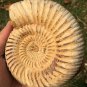 polished Ammonite Nautilus Shell Jurrassic Fossil Specimen Madagascar 593g BL1