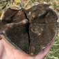 512g Natural dragon septarian geode quartz Heart cluster crystal healing #ZH20