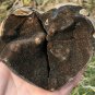 512g Natural dragon septarian geode quartz Heart cluster crystal healing #ZH20
