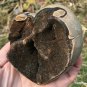 512g Natural dragon septarian geode quartz Heart cluster crystal healing #ZH20