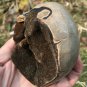 512g Natural dragon septarian geode quartz Heart cluster crystal healing #ZH20