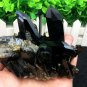 384g Natural beautiful smoky black quartz cluster crystal specimen healing