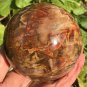 1355g Natural COLORFUL RAINBOW FANTASTIC Madagascar Petrified Wood ball - #MH6