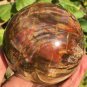1355g Natural COLORFUL RAINBOW FANTASTIC Madagascar Petrified Wood ball - #MH6
