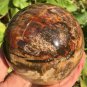 1355g Natural COLORFUL RAINBOW FANTASTIC Madagascar Petrified Wood ball - #MH6