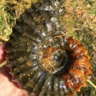 939g Natural Douvilleiceras Polished "Goat Horn" Fossil Ammonite crystal #DZ31