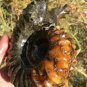 939g Natural Douvilleiceras Polished "Goat Horn" Fossil Ammonite crystal #DZ31
