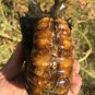 939g Natural Douvilleiceras Polished "Goat Horn" Fossil Ammonite crystal #DZ31