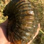 939g Natural Douvilleiceras Polished "Goat Horn" Fossil Ammonite crystal #DZ31