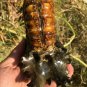 939g Natural Douvilleiceras Polished "Goat Horn" Fossil Ammonite crystal #DZ31