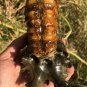939g Natural Douvilleiceras Polished "Goat Horn" Fossil Ammonite crystal #DZ31