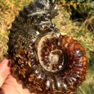 889g Natural Douvilleiceras Polished "Goat Horn" Fossil Ammonite crystal #DZ40