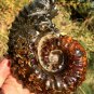 889g Natural Douvilleiceras Polished "Goat Horn" Fossil Ammonite crystal #DZ40