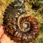 889g Natural Douvilleiceras Polished "Goat Horn" Fossil Ammonite crystal #DZ40