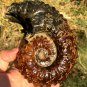 889g Natural Douvilleiceras Polished "Goat Horn" Fossil Ammonite crystal #DZ40
