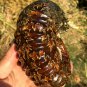889g Natural Douvilleiceras Polished "Goat Horn" Fossil Ammonite crystal #DZ40