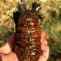 889g Natural Douvilleiceras Polished "Goat Horn" Fossil Ammonite crystal #DZ40