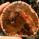 242g COLORFUL RAINBOW FANTASTIC Madagascar Petrified Wood Round Slab Bark #MH58