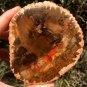 242g COLORFUL RAINBOW FANTASTIC Madagascar Petrified Wood Round Slab Bark #MH58