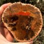 242g COLORFUL RAINBOW FANTASTIC Madagascar Petrified Wood Round Slab Bark #MH58