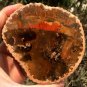 242g COLORFUL RAINBOW FANTASTIC Madagascar Petrified Wood Round Slab Bark #MH58