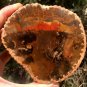242g COLORFUL RAINBOW FANTASTIC Madagascar Petrified Wood Round Slab Bark #MH58