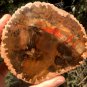 242g COLORFUL RAINBOW FANTASTIC Madagascar Petrified Wood Round Slab Bark #MH58