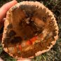 242g COLORFUL RAINBOW FANTASTIC Madagascar Petrified Wood Round Slab Bark #MH58