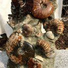 Large block with ammonites and other fossils- 320 x 210 x 120 mm -8302g