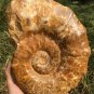 10.75lb HUGE White Pretty Ribbed Whole Ammonite Nautilus Fossil #DZ86