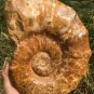 10.75lb HUGE White Pretty Ribbed Whole Ammonite Nautilus Fossil #DZ86