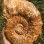 10.75lb HUGE White Pretty Ribbed Whole Ammonite Nautilus Fossil #DZ86