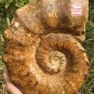 10.75lb HUGE White Pretty Ribbed Whole Ammonite Nautilus Fossil #DZ86