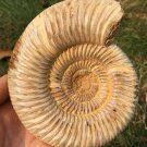 polished Ammonite Nautilus Shell Jurrassic Fossil Specimen Madagascar 703g BL11