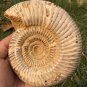 polished Ammonite Nautilus Shell Jurrassic Fossil Specimen Madagascar 703g BL11
