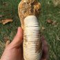 polished Ammonite Nautilus Shell Jurrassic Fossil Specimen Madagascar 703g BL11