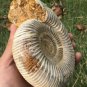 polished Ammonite Nautilus Shell Jurrassic Fossil Specimen Madagascar 703g BL11