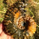 811g Natural Douvilleiceras Polished "Goat Horn" Fossil Ammonite crystal #DZ33
