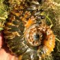 811g Natural Douvilleiceras Polished "Goat Horn" Fossil Ammonite crystal #DZ33