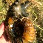 811g Natural Douvilleiceras Polished "Goat Horn" Fossil Ammonite crystal #DZ33