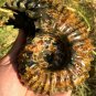 811g Natural Douvilleiceras Polished "Goat Horn" Fossil Ammonite crystal #DZ33