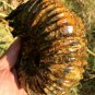 811g Natural Douvilleiceras Polished "Goat Horn" Fossil Ammonite crystal #DZ33